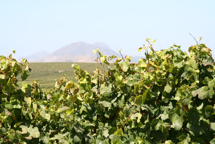 055 SLO wine tour