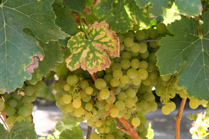 065 SLO wine tour