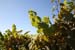 031 SLO wine tour
