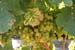 065 SLO wine tour