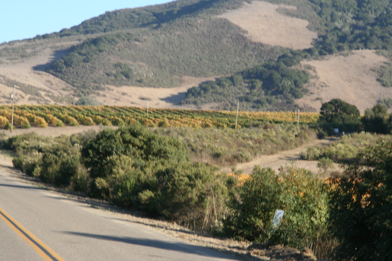 Solvang and more244